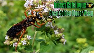 Great Golden Digger Wasp  All That Glitters Sphex ichneumoneus [upl. by Darcey104]