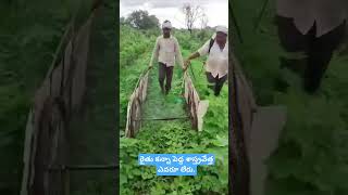 cotton crop herbicide spraying [upl. by Edholm]