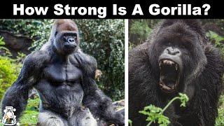 Why Gorillas Are So Strong [upl. by Julia950]