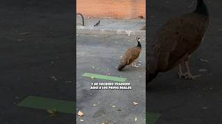 Pavos reales en medio de Madrid 🦚 [upl. by Allayne]