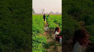 Farmers lover ❤️❤️ kesariya song arijitsingh music brahmastra love lovequotesdaily [upl. by Calvo547]