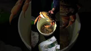 Bay Area Crabbing California Dungeness crab season open Please like and subscribe ❤️ [upl. by Laved]