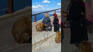 Gibraltar  Cheeky monkeys interact with tourists Filmed Sept 2022 [upl. by Marguerite123]