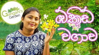 පියවරෙන් පියවර ඕකිඩ් වගාව  How To Grow Orchid Sinhala [upl. by Tuhn]