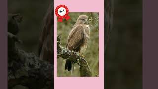 Redwings Online Show 2024 results  Wildlife [upl. by Hoshi867]