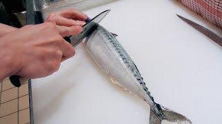 GRAPHIC  How to fillet a fish  Mackerel  Japanese technique  サバのさばき方 [upl. by Sevein951]