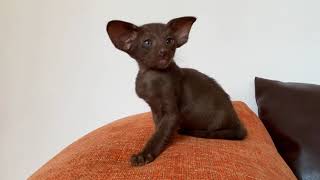 Mafiosi IO chocolate boy Oriental shorthair kitten 31102021 [upl. by Anyek]