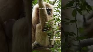 Oakland Zoo welcomes baby gibbon [upl. by Erskine]