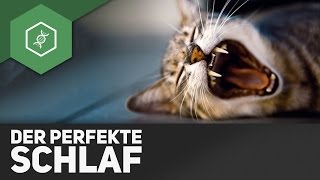 Tipps für den perfekten Schlaf [upl. by Asirac]