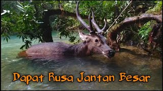 Berburu Dapat Rusa Besar 130 Kg [upl. by Ermengarde445]