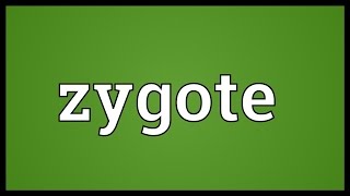 Zygote Meaning [upl. by Nlyak]