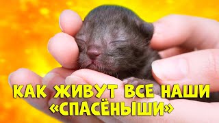 Спасение животных — 14 удивительных историй ДО и ПОСЛЕ  SANI vlog [upl. by Aztiram]