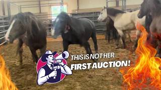 Horse Auction  Wild West  🔥😜🤠 [upl. by Ahsurej]