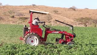 Hilling Potatoes with Tilmor Tractor [upl. by Yssak535]