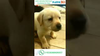 Labrador Dog Price in India 🐕🐕‍🦺Available Labrador Puppy Near You ☎️ 9355082565 Call Now shorts [upl. by Oinotnaesoj967]