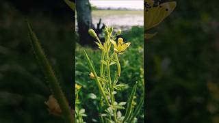 Tanaman Cleome Viscosa [upl. by Ylam]