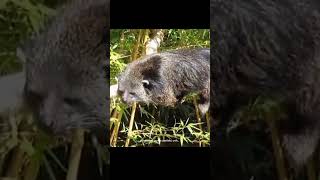 Binturong animals edukasihewan mamalia shorts [upl. by Nayt]