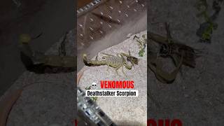 Deathstalker Scorpion with highly toxic venom stings a cricket wildlife scorpion shorts venomous [upl. by Durham]