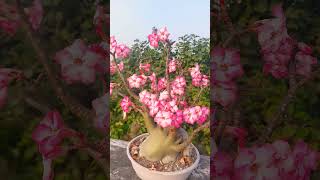 Adenium arabicum desert rose  garden wild xerophytic plant [upl. by Eile]