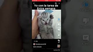 cat cute kitten gatito 🐈 estresado [upl. by Salene]