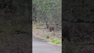 Wallaby in Nature [upl. by Hpeseoj512]