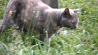 Scary Cat In Graveyard [upl. by Leonsis571]