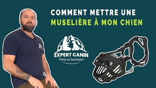 EXPERT CANIN  Comment mettre une muselière à mon chien [upl. by Ahsieket]