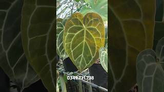 Anthurium crystal anthurium [upl. by Prissy]