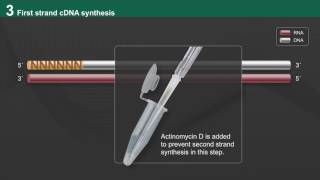 NEBNext Ultra II Directional RNA Workflow [upl. by Hekking415]