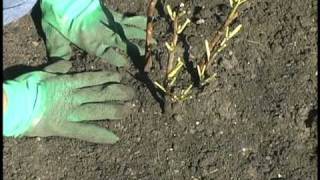 Planting Tree Peonies [upl. by Bowerman]