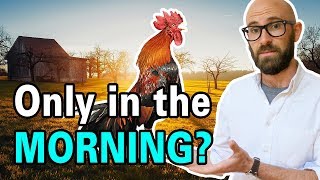 Why Do Roosters Crow in the Morning [upl. by Naehs]