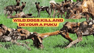 MOST WARNING CONTENT  Wild Dogs Kill and Devour a Puku  Zambia National park [upl. by Uwton704]