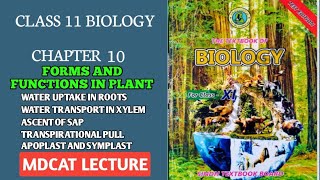 WATER AND MINERAL UPTAKE BY ROOT  APOPLAST AND SYMPLAST PATHWAY  ASCENT OF SAP  11 CLASS BIO [upl. by Ivets]