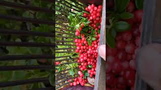 lingonberry picking harvesting cranberry blueberry lingonberry berryfarm [upl. by Eckmann]