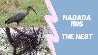 Hadada or Hadeda Ibis  The Nest [upl. by Woodsum]