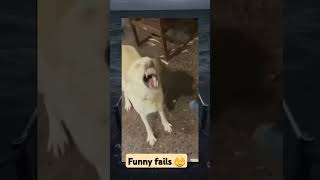 Try not to laugh funnyfails funnyvideo funny comedy [upl. by Hen702]