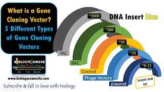 What is a Gene Cloning Vector 5 Different Types of Gene Cloning Vectors and its Features [upl. by Peppi]