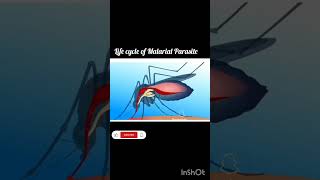 Life cycle of Malarial Parasite [upl. by Gladine]