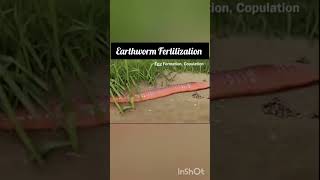 Earthworm fertilization Annelida Animation video NEET CBSE [upl. by Nawud]