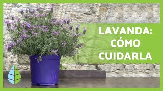 CUIDADOS de la LAVANDA en maceta💜 ¡Riego abono poda y MÁS [upl. by Assenal]