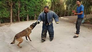 أشرس هجوم لكلبين مالينو على رجل Malinois DOG ATTACK Best Dogs Attacks [upl. by Eppes704]