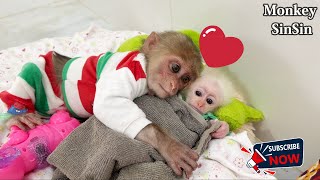 SinSin and the baby monkey ZiZi have many cute moments together [upl. by Lindo]