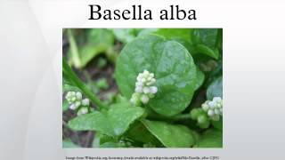 Basella alba [upl. by Oibaf]