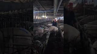 Pig Farm 🇰🇷 subscribe pigging farming india pig pighusbandrypigletlivestockfarming shorts [upl. by Enoved]