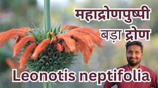 महाद्रोणपुष्पी  बड़ा द्रोण  ग्रंथिपर्णी  Leonotis neptifolia  Lions ear  Christmas candlestick [upl. by Hope]