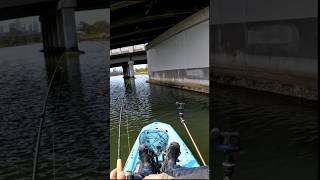 Smoked testing Gulp Salty Nippers under Melbourne Metro Bridges [upl. by Grizelda]