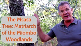 The Msasa Tree Matriarch of the Miombo Woodlands [upl. by Aowda]