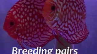 HOW TO FIND BREEDING PAIRS OF DISCUS with DISCUS HANS [upl. by Gardal]