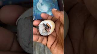 లోపల ఇలా వుంటుంది కోడిపిల్ల chick chickenfarming vlog birds egghatching hatching eggtochick [upl. by Grimes]