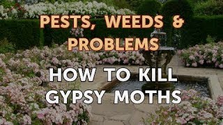 How to Kill Gypsy Moths [upl. by Notlaw]